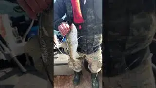 Дикий Жор Трески на Море. Cod Leopard.