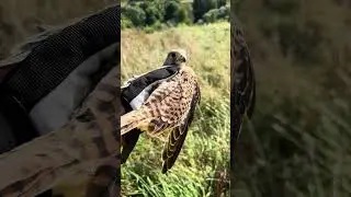 Turmfalke Kuno darf auch wieder raus ☺️ flieg kleiner Vogel 🦅 #falke #wildtiere #tierliebe