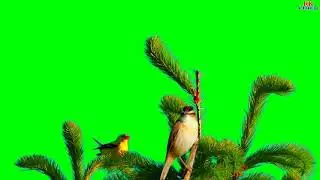 BEAUTIFUL BIRD -  tree green screen video green screen video effect New green beautiful Bird