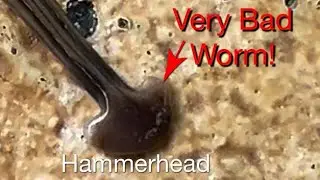 Unveiling the Dark Secrets of #HammerheadWorms