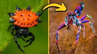 AS 10 ESPÉCIES DE ARANHAS MAIS ESTRANHAS DO MUNDO!