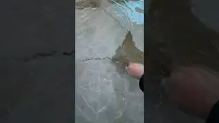I pushed it to the ground.