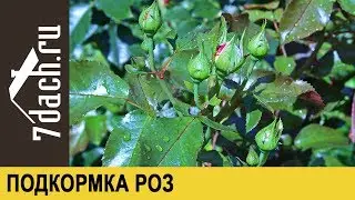 Подкормка роз во время бутонизации - 7 дач
