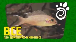 Аквариумная Рыбка Принцесса Бурунди. Все О Домашних Животных