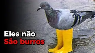What they didn't tell you about pigeons.