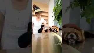 If only you could open the lid and let me lie down!😌😌😌#trending #cute #adorable #redpanda #Iove