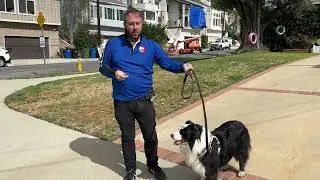 Teaching Jake to Stop Barking at Dogs