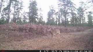 A few game cam pictures
