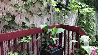 Как вырастить огурцы в мешках,возле дома или на балконе.