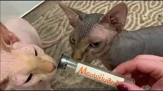 Sphynx cat brothers play with catnip
