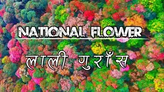 लाली गुराँस • Lali Gurash • National flower of Nepal • राष्ट्रिय फूल • 
