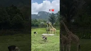Рукой достать До Жирафа🤣😱🇲🇾❤️ 