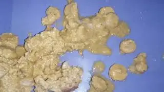 roundworms  in the vomiting of a cat