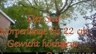 Steckbrief Star Teil 1 Nestbau  Vögel unserer Heimat