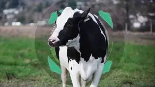 МУМУЗЕЙ