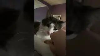 He’s a cute kitty ❤️ #shorts #cats #catlover #catvideos