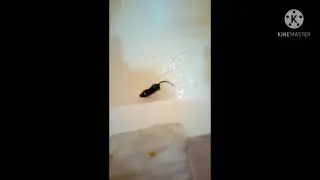 это наши животные 🐭🐹