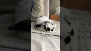 Annoying Human vs Sleepy Bunny 😴