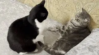 Cat Interrupts Other Cat's Nap Time