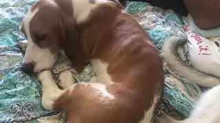 Tik tok Sundress meme (Sam the basset hound)