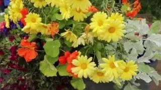 The Hvergardi Flower Festival