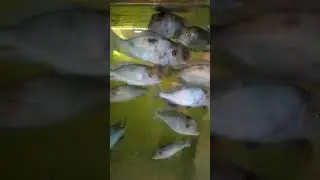 Дельфин 2