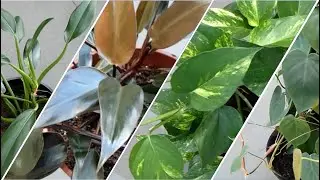 Seven Philodendron Types