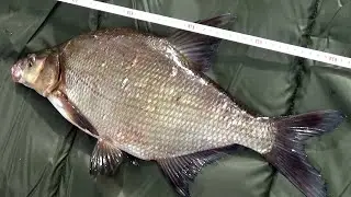 УБИЙЦА всей КРУПНОЙ мирной рыбы. Супер насадка