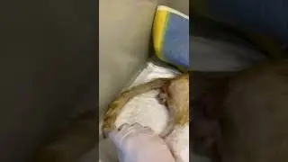 Котик отходит от наркоза