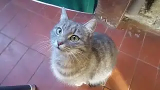 ⭐️FANTÁZIA⭐️A beszélő cirmos cicák🐱🐱