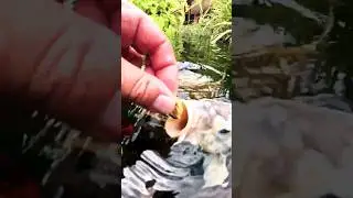 des moules aux carpes koï #carpekoi #bassin #bassindejardin