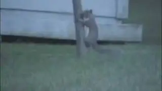 Funny Cute Crazy Squirrels Flipping