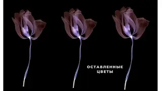 Цветы фиолетового цвета | Красивые фотографии цветов | Цветочки фото