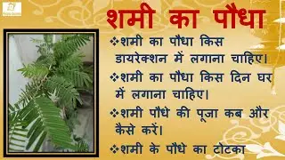 शमी का पौधा किस दिन घर में लगाएं || शमी का पौधा कहाँ लगाएं || शमी का पौधा किस दिशा में लगाएं