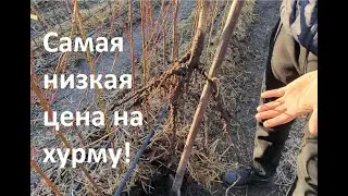 У нас как всегда: самая низкая цена на хурму!