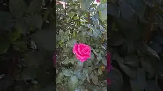 Алые розы радуют глаза
