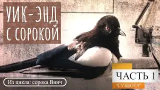 Уик-энд с сорокой. Часть 1 - суббота