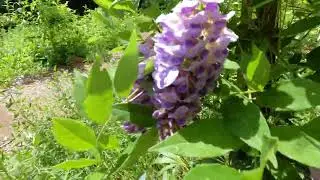 Planting Fields Arboretum State Historic Park and Coe Hall Mansion, Oyster Bay, New York