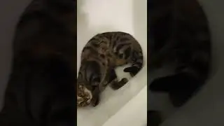 смертельные трюки в ванной
