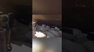 A unique way to wash sheep