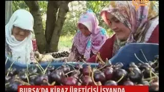 Keles'te Kiraz Dalında Kaldı  03 Ağustos 2015
