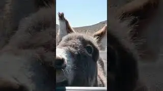 Making friends in Death Valley