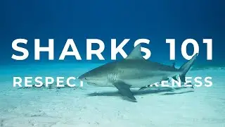 Sharks 101 - Awareness and Respect