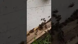 пчёлы несут пыльцу