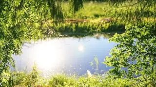 Summer Day Ambience with Nature Sounds. Pond, Crickets and Birdsong for Relaxation and Sleep