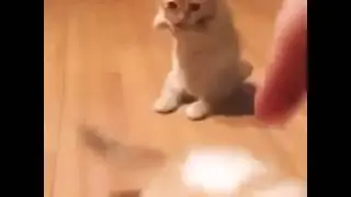 Как говорят животные