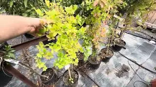 Акебія фрукт ківі