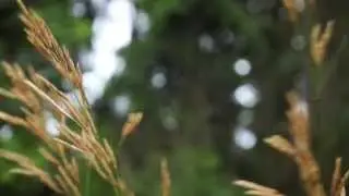 Sony SLT-A58 Test Footage [HD]