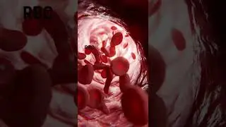RBC flowing through Blood Vessels