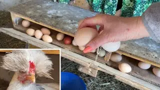 When I don’t give vegetables to the chickens.